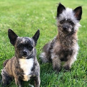 Meet your Posher, Dee-ann